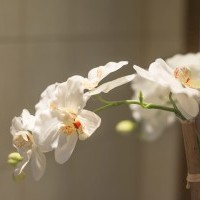 pensionat i Polen indkvartering Krakow